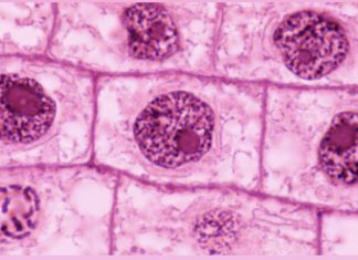سلول ها DNA را به دو روش مشخص درون هسته قرار می دهند
