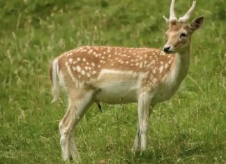 پاندمی دامی