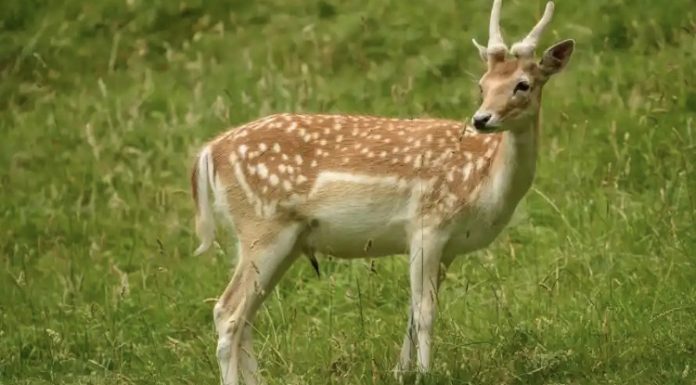 پاندمی دامی